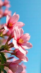 Fototapeta premium Close-up of pink peach flowers against a clear blue sky, bright, botanical