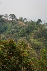 Green tropical forests in the dry season retain most of their greenery, even though rainfall decreases.