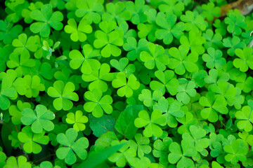 four leaf clover on green shamrock background