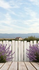 Fototapeta premium Lavender bushes in front of white fence, countryside view