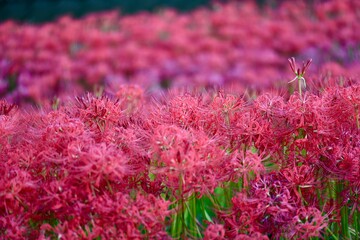 名古屋の近郊の豊田市の彼岸花と川