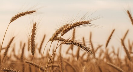 Obraz premium Golden wheat stalks reach for the sky - harvest abundance - stock photography.