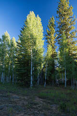 Aspen tree grove with blue sky background
