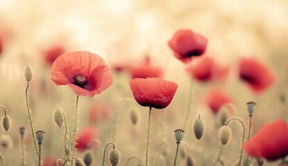 Naklejka premium Vibrant Poppy Flower Field Scene