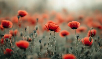Vibrant Red Poppy Field Scene