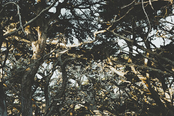 Monterey Pines Trees