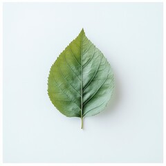 Green Leaf on Light Background