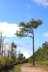 The khasiya pine trees stand out along the way to the camping ground at Phu Kradueng National Park.
