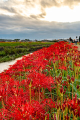 矢勝川の彼岸花