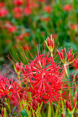 矢勝川の彼岸花