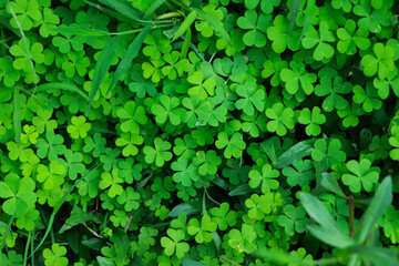 Obraz premium four leaf clover on green shamrock background