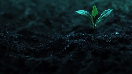 Seedling sprouting, dark soil, growth, hope, nature