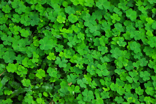 four leaf clover on green shamrock background