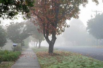 A foggy autumn street with a sidewalk or footpath in a residential suburban neighborhood in...