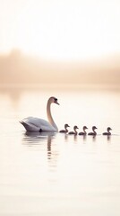 Mother swan cygnets swimming pastel pond