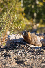 Marmot sitting in rocks in the sun