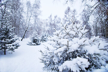 Winter landscape featuring snow-covered trees and a serene atmosphere in a forest setting. 
