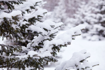 The branches of the spruce are covered with fresh fluffy snow, creating a peaceful winter scene. The landscape is quiet and still, showing the beauty of nature in winter. 