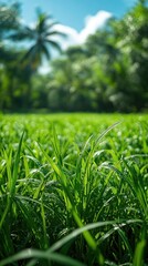 Fototapeta premium Lush green rice paddy, tropical background, sunlight