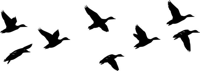 flock of flying ducks silhouette, isolated vector 