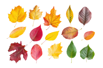 leaves isolated on transparent or white background, png