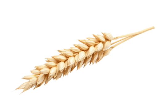 One stalk of wheat isolated on transparent or white background, png 