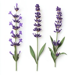Fototapeta premium Lavender Flower Arrangement Display