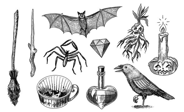 Bar crow and mandrakes, crow, pumpkin, broom wand wizardry elements for magic rituals or tarot deck, Halloween different witchcraft and sorcery things magician and voodoo hand drawn engraved