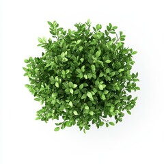 Obraz premium Lush Green Foliage Plant Top View