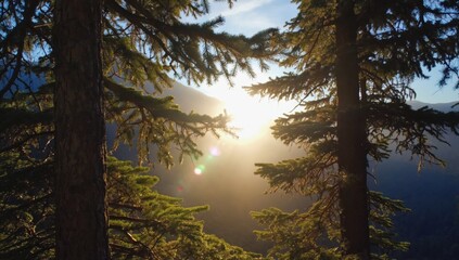 Obraz premium Sunrise through pine trees mountain landscape nature scenic view