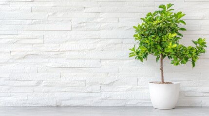 Indoor plant care potted tree against textured white wall modern decor minimalist