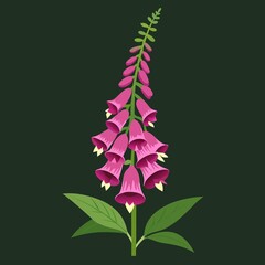 A Foxglove flower,  © JASMIN AKTHER