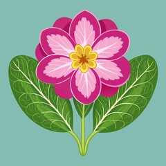 A Primrose, pink and white flower