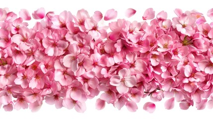 Obraz premium Vibrant Pink Cherry Blossom Petals Arranged in a Beautiful Horizontal Pattern