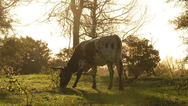 Corriente cow grazing in sunrise of Texas spring season field.