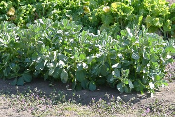 Fava bean cultivation. This highly nutritious vegetable is sown in autumn and blooms the following...