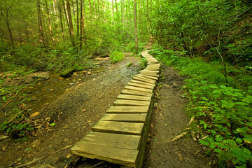 Footbridge, Pink Beds Area, Pisgah National Forest