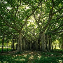 Fototapeta premium The national tree of India is the banyan tree. Banyan tree is sturdy, long-lasting, and strong. The banyan tree grows naturally in all parts of India. The banyan tree can grow very