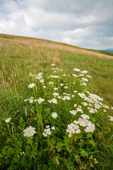 Fototapeta premium Max Patch, Appalachian Trail, Pisgah National Forest,