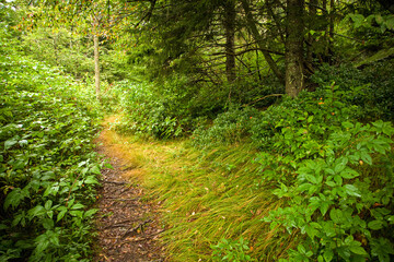 Trail, Shinning Rock Wilderness Area, Pisgah National Forest