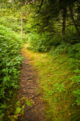 Trail, Shinning Rock Wilderness Area, Pisgah National Forest