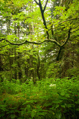 Shinning Rock Wilderness Area, Pisgah National Forest