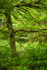 Obraz premium Shinning Rock Wilderness Area, Pisgah National Forest