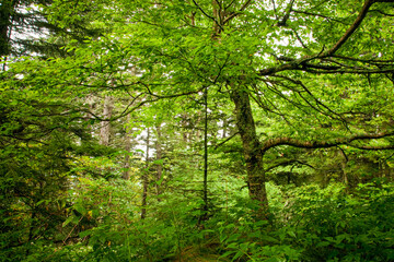 Obraz premium Shinning Rock Wilderness Area, Pisgah National Forest