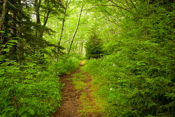 Trail, Shinning Rock Wilderness Area, Pisgah National Forest