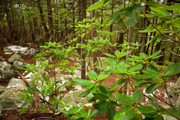 Shinning Rock Wilderness Area, Pisgah National Forest
