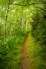 Trail, Shinning Rock Wilderness Area, Pisgah National Forest
