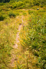 Trail, Shinning Rock Wilderness Area, Pisgah National Forest