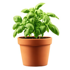 Obraz premium Aromatic basil herb growing in terracotta pot on transparent background