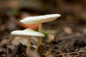 Mushrooms, Cosby Creek, Great Smoky Mountains National Park